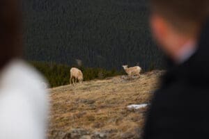 Banff Heli Elopement Wildlife Photo